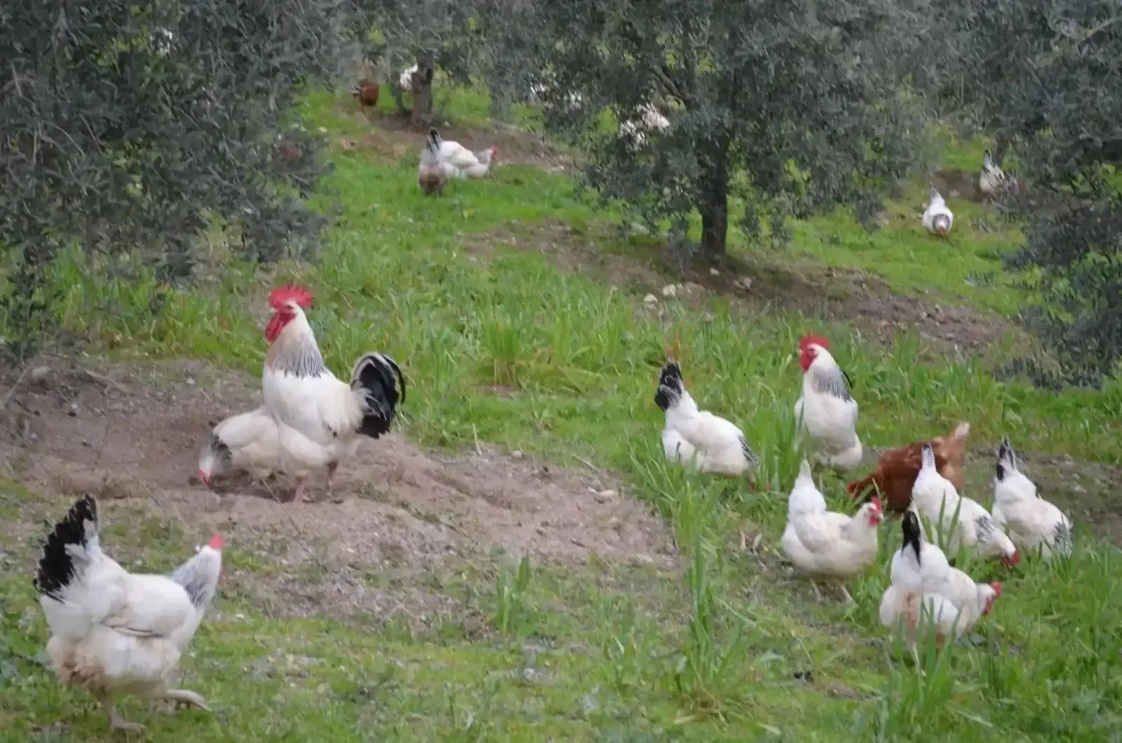 Aladağ Çiftlik